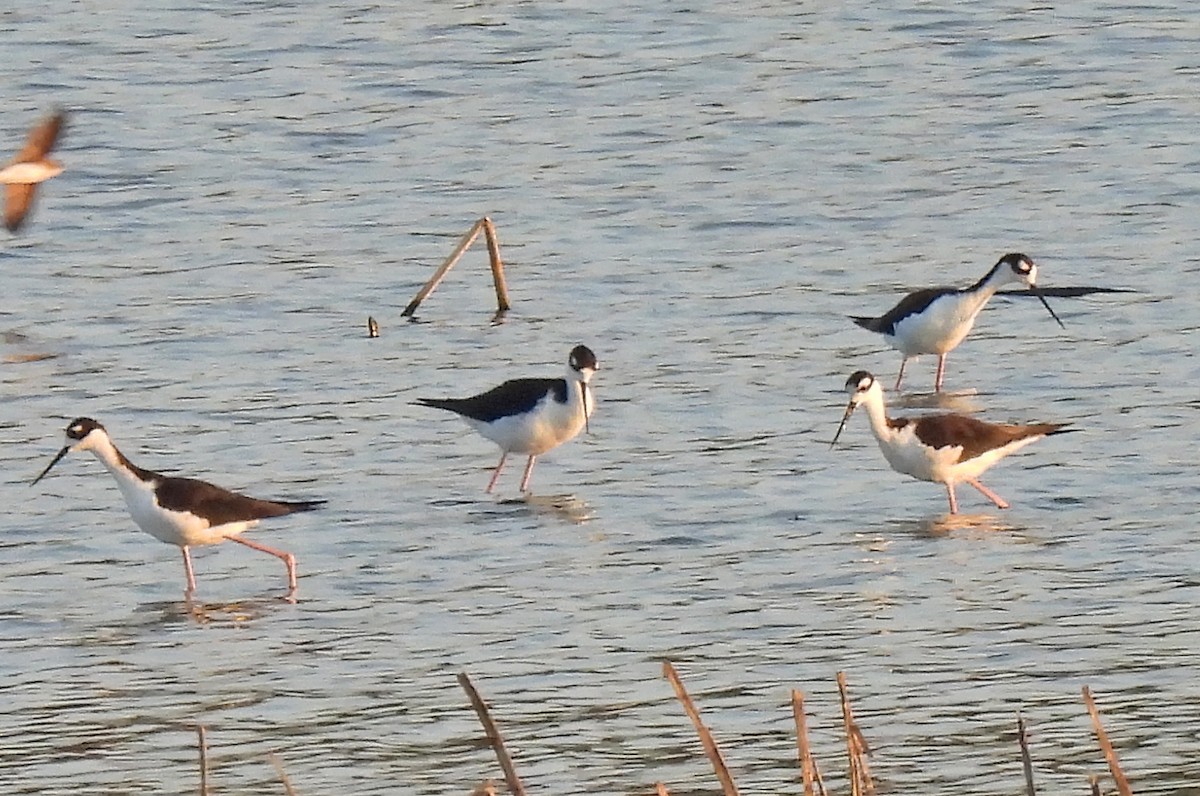 Black-necked Stilt - ML622134837