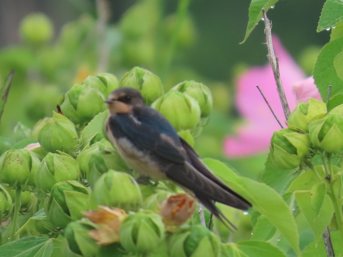 Barn Swallow - ML622134840