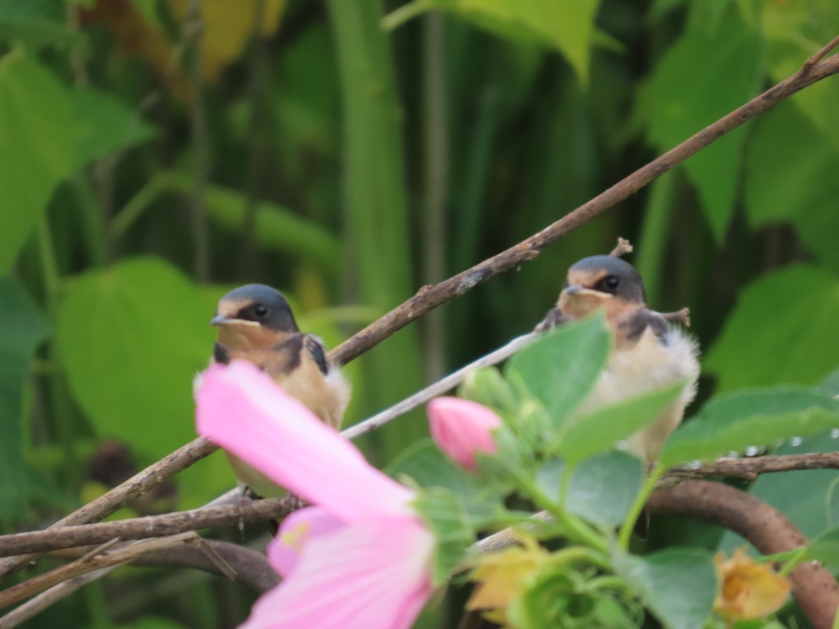 Barn Swallow - ML622134841