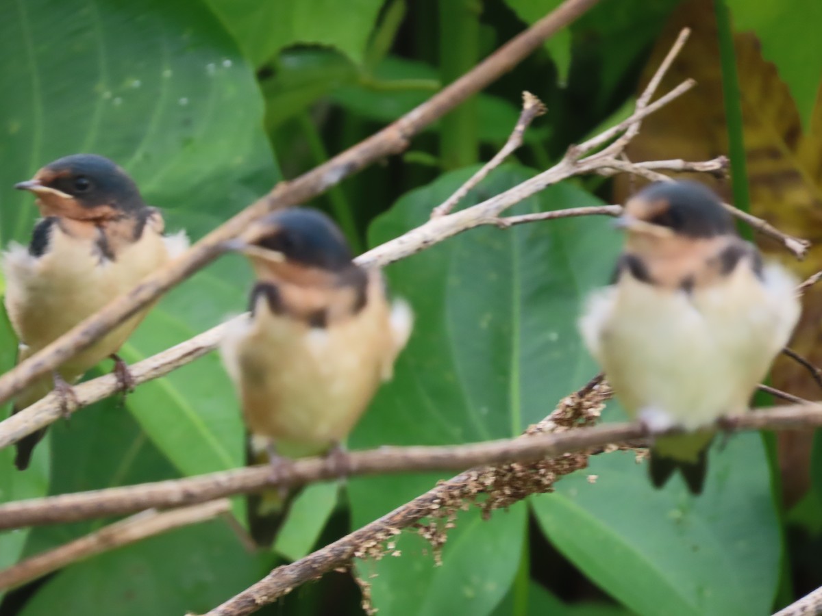 Barn Swallow - ML622134842