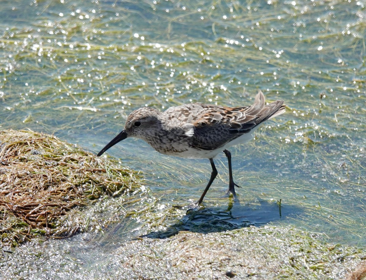 Western Sandpiper - ML622134845