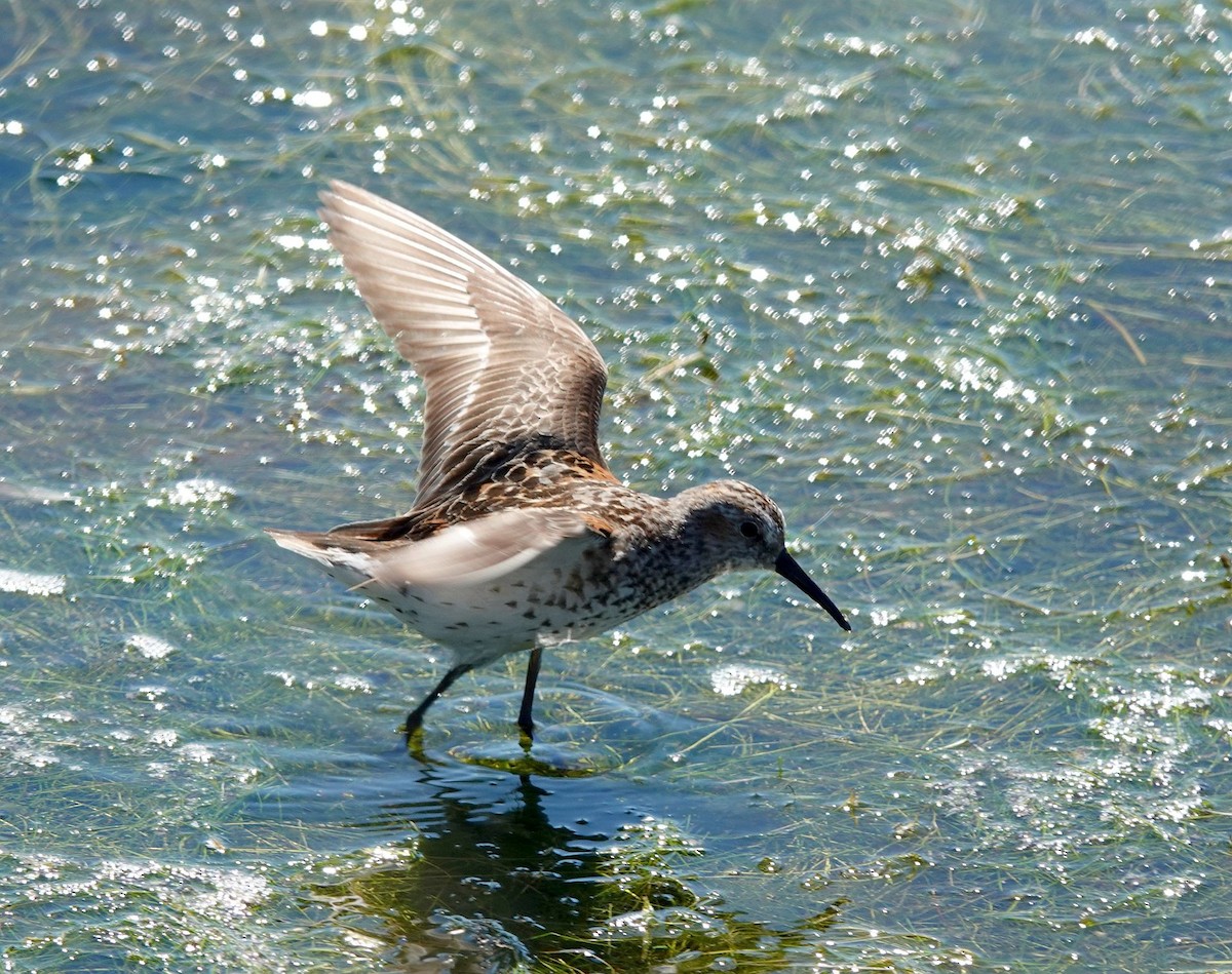 Western Sandpiper - ML622134846