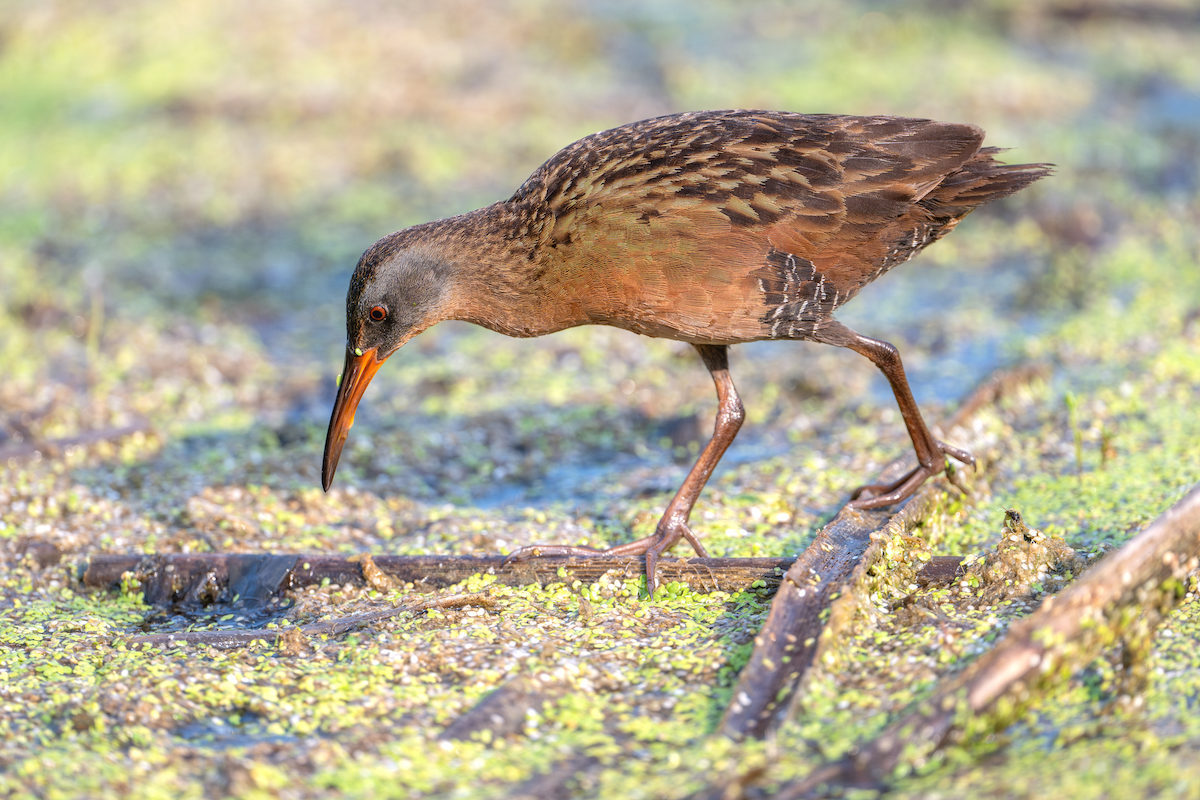 Virginia Rail - ML622134849