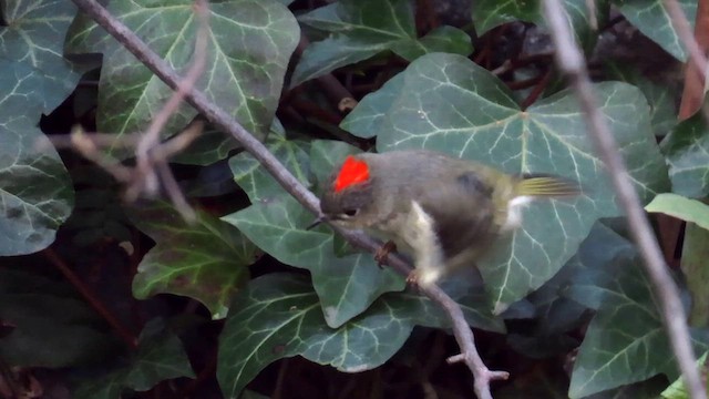 Roitelet à couronne rubis - ML622134855