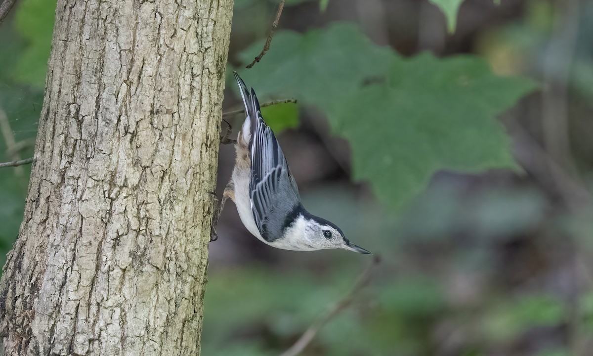 Каролинский поползень (carolinensis) - ML622134870