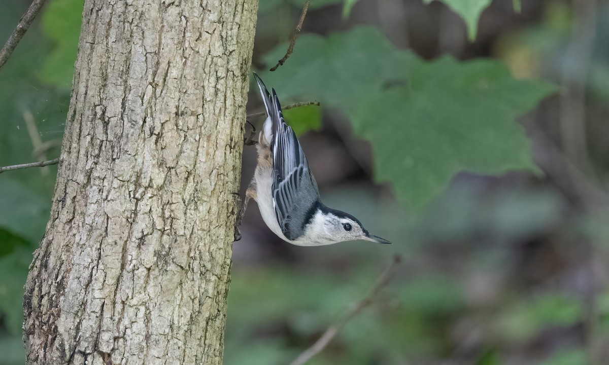 Каролинский поползень (carolinensis) - ML622134871