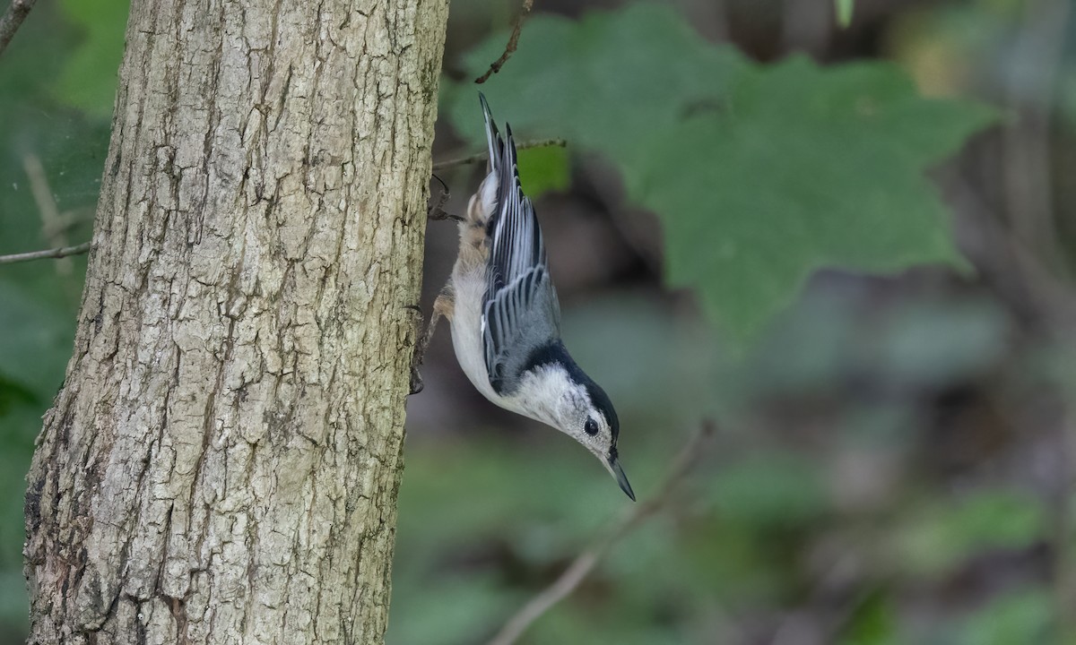 Каролинский поползень (carolinensis) - ML622134872