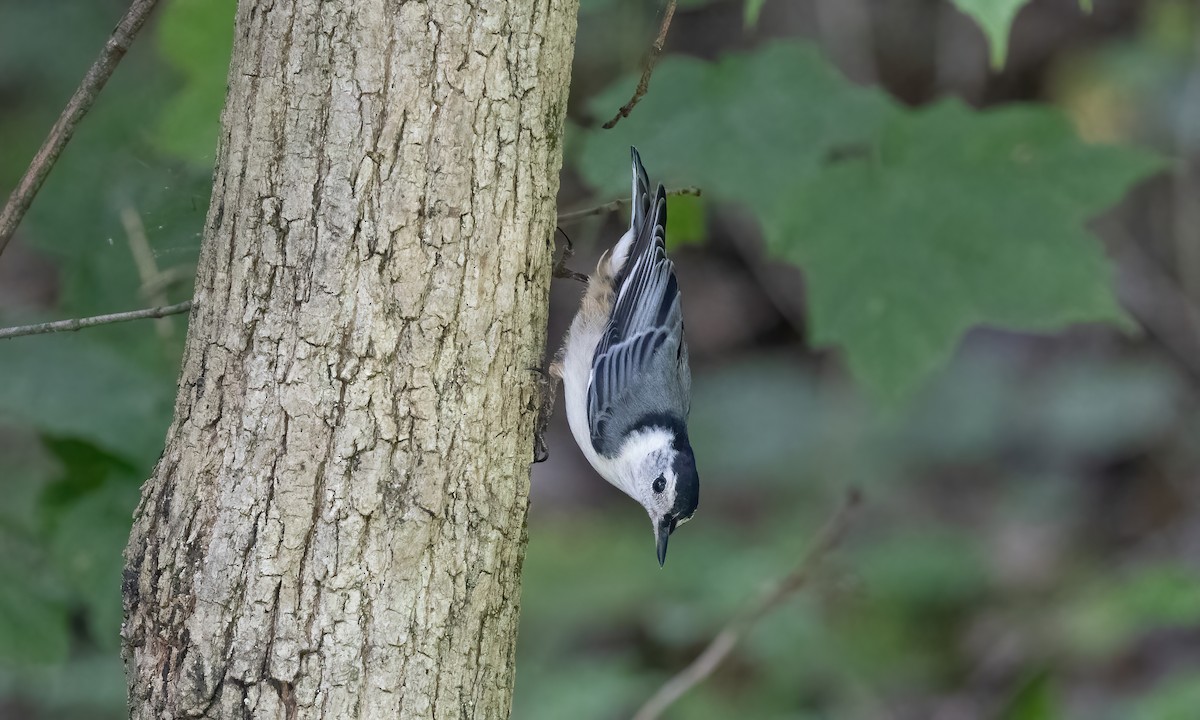 Каролинский поползень (carolinensis) - ML622134873