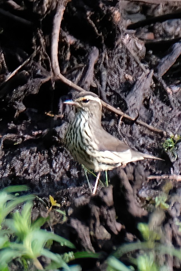 Northern Waterthrush - Cindy Gimbert