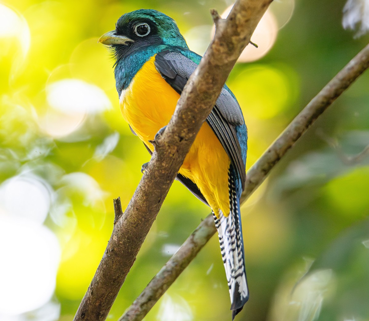 Northern Black-throated Trogon - ML622134901