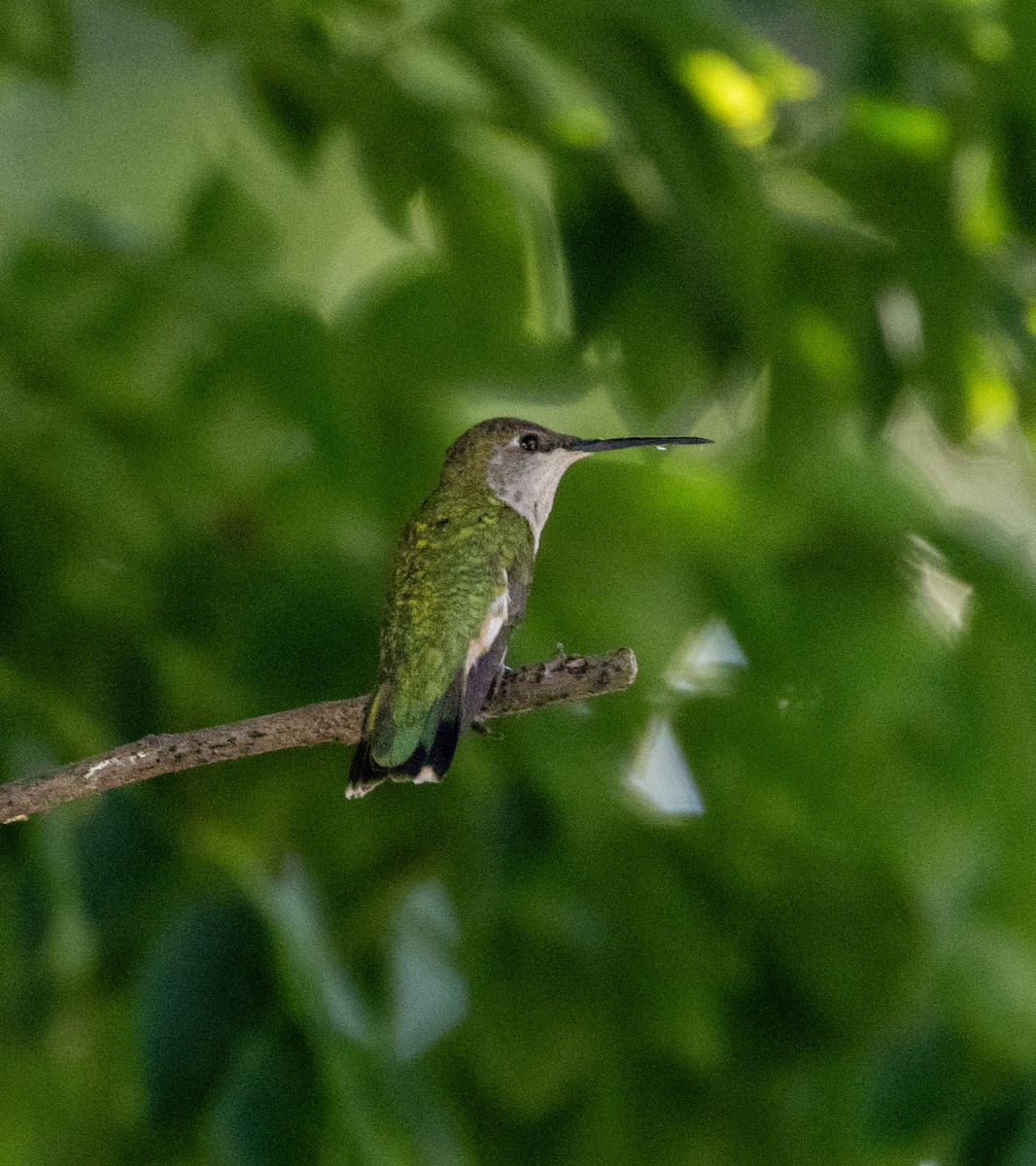 Ruby-throated Hummingbird - Sireono Sheley