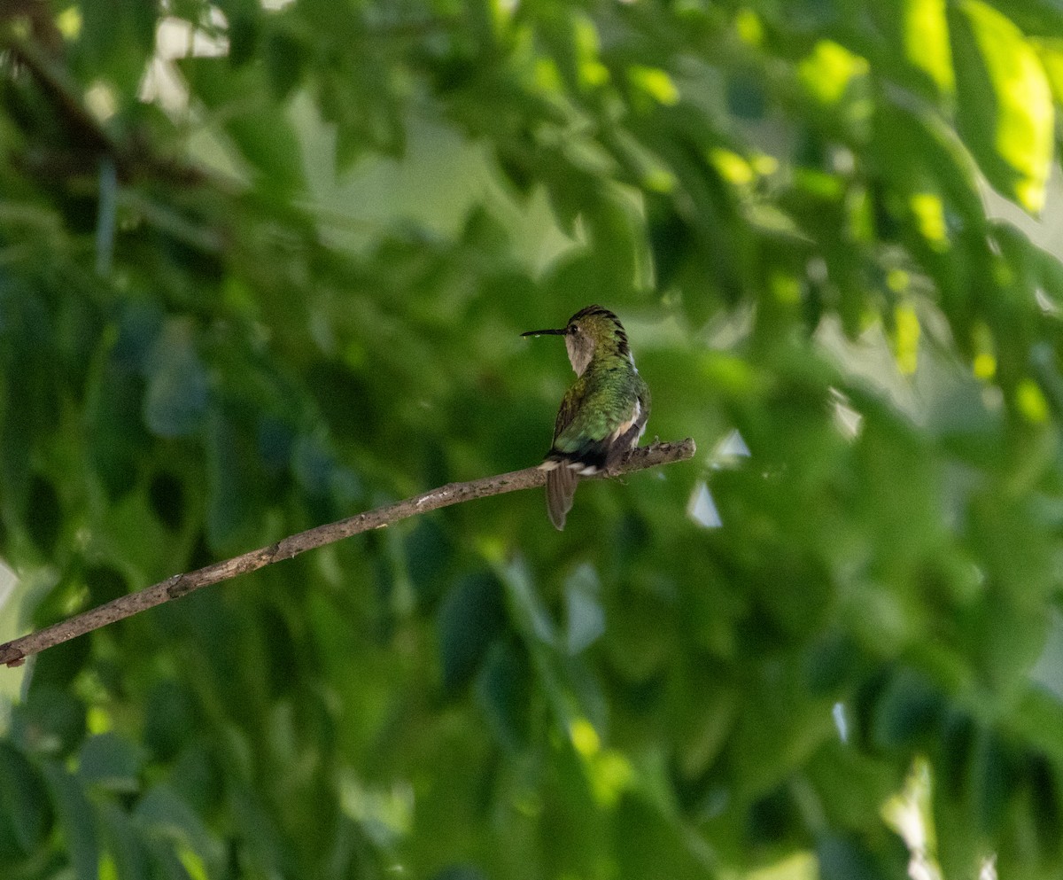 Ruby-throated Hummingbird - Sireono Sheley