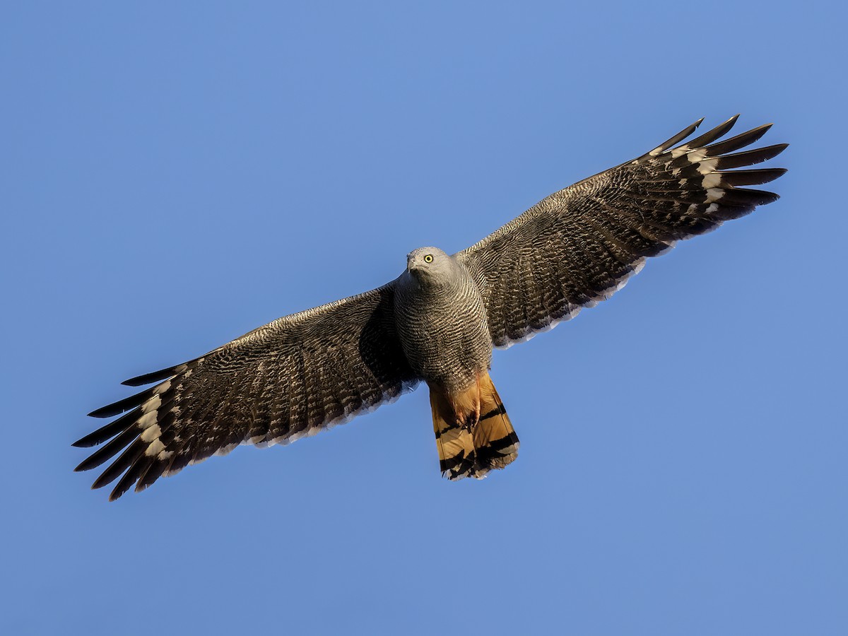 Crane Hawk - Andres Vasquez Noboa