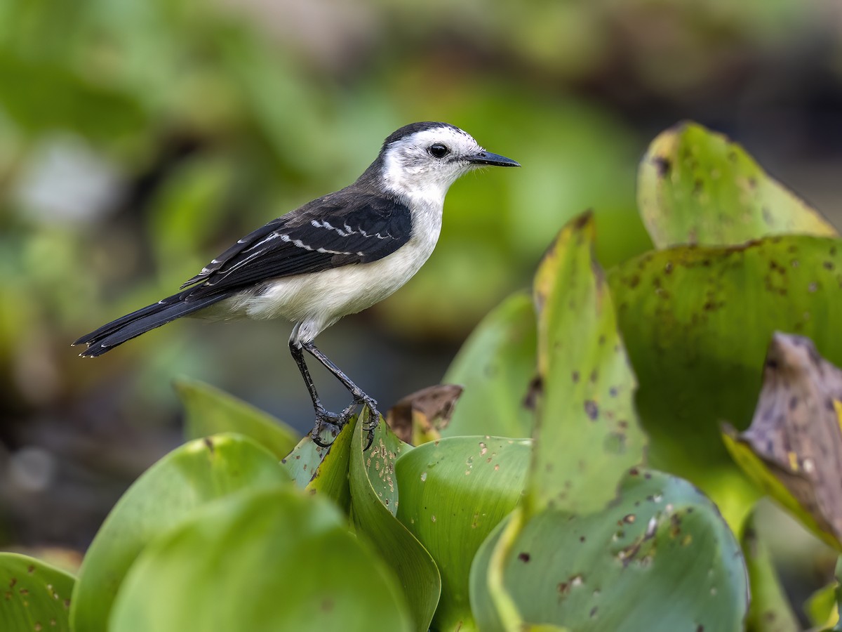 Black-backed Water-Tyrant - Andres Vasquez Noboa