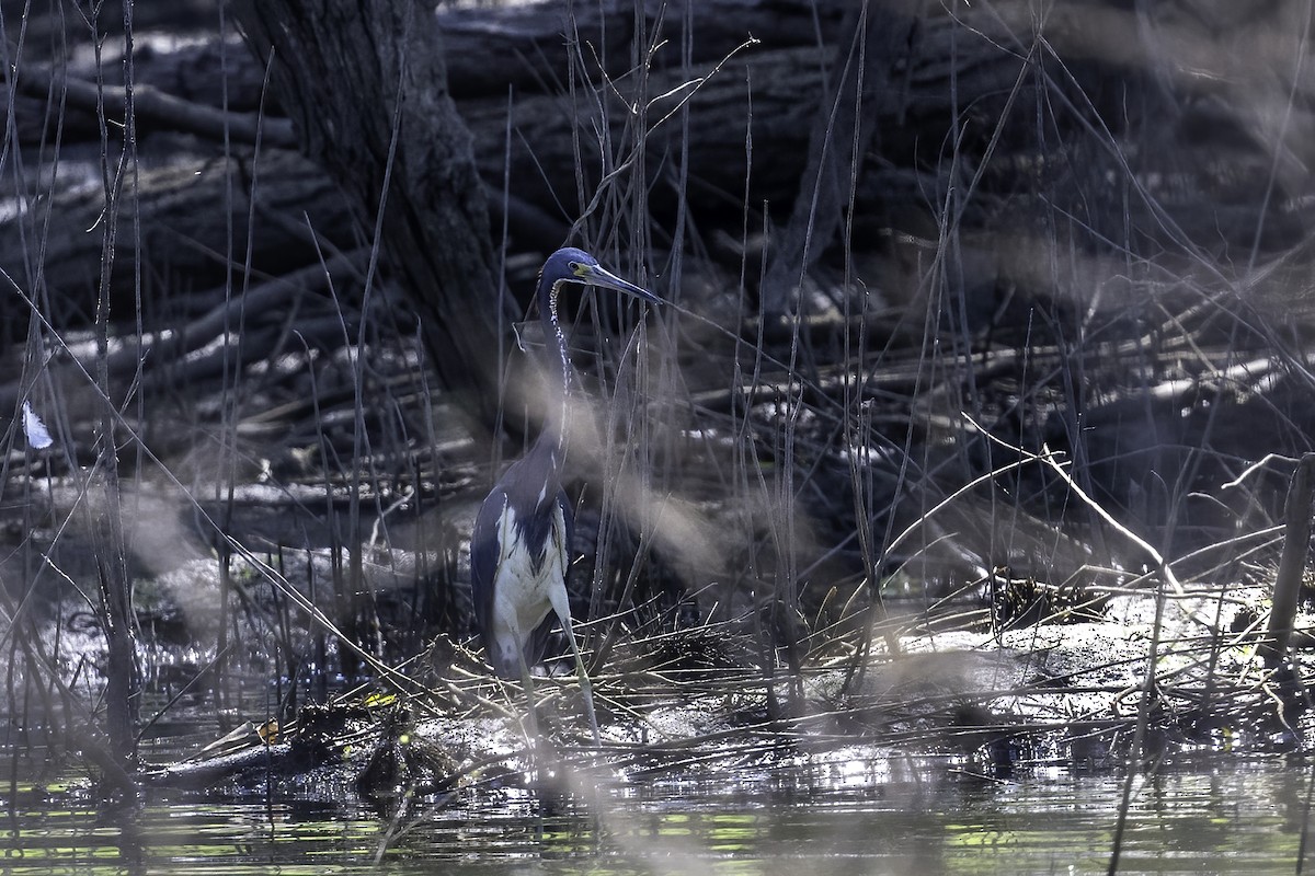 Tricolored Heron - ML622134991