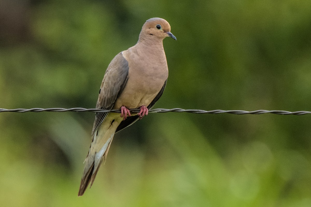 Mourning Dove - Dale Bargmann