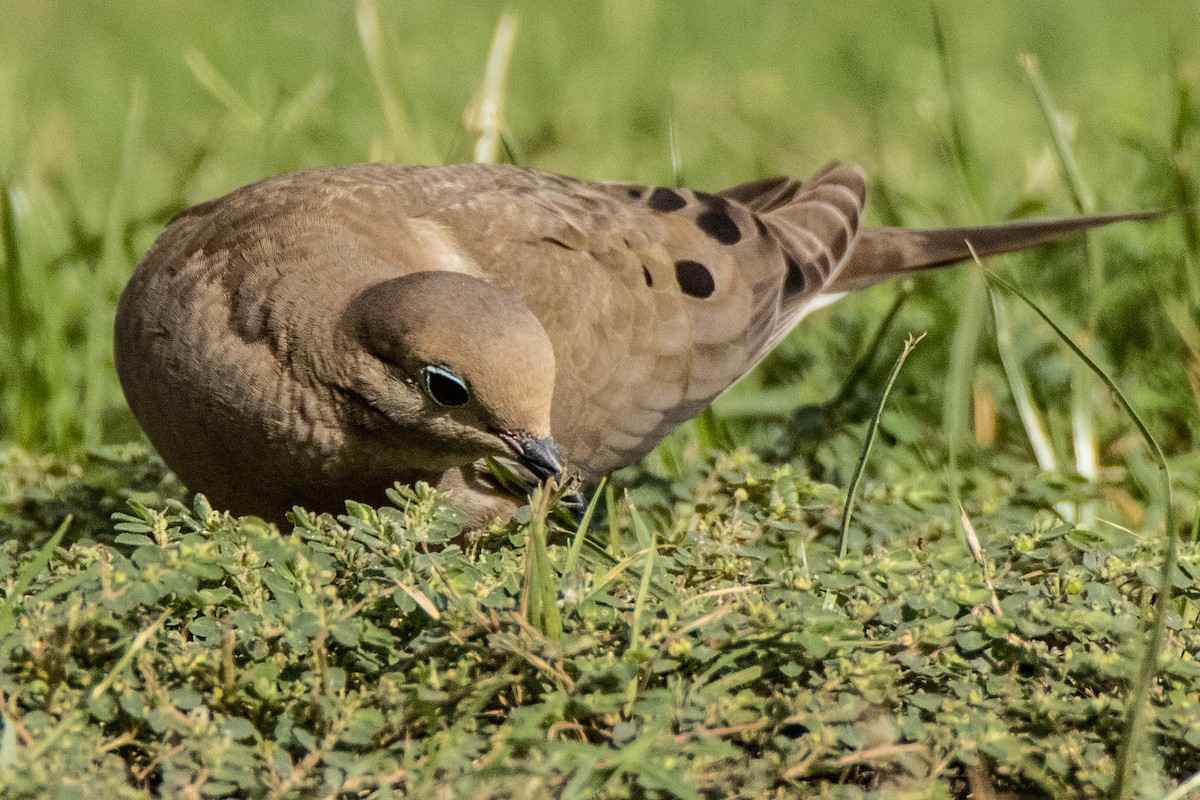 Mourning Dove - Dale Bargmann