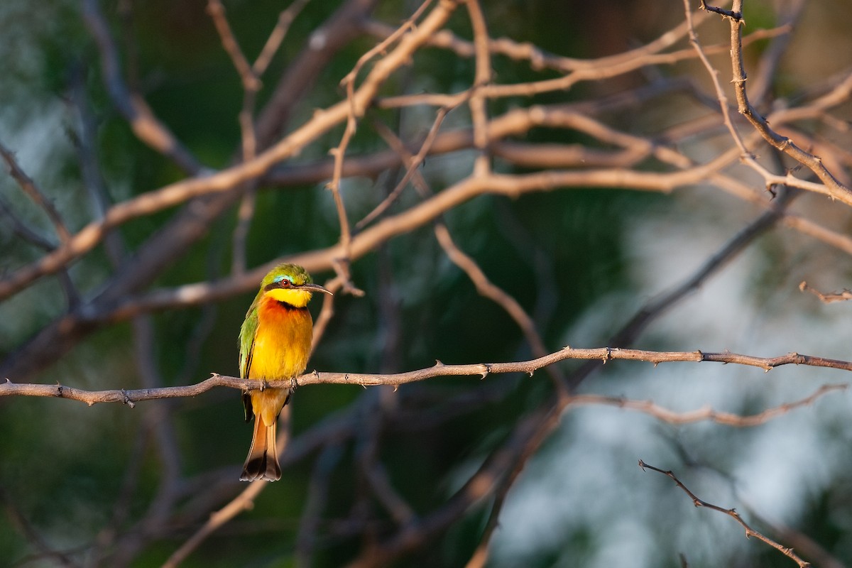 Little Bee-eater - Mike “Champ” Krzychylkiewicz