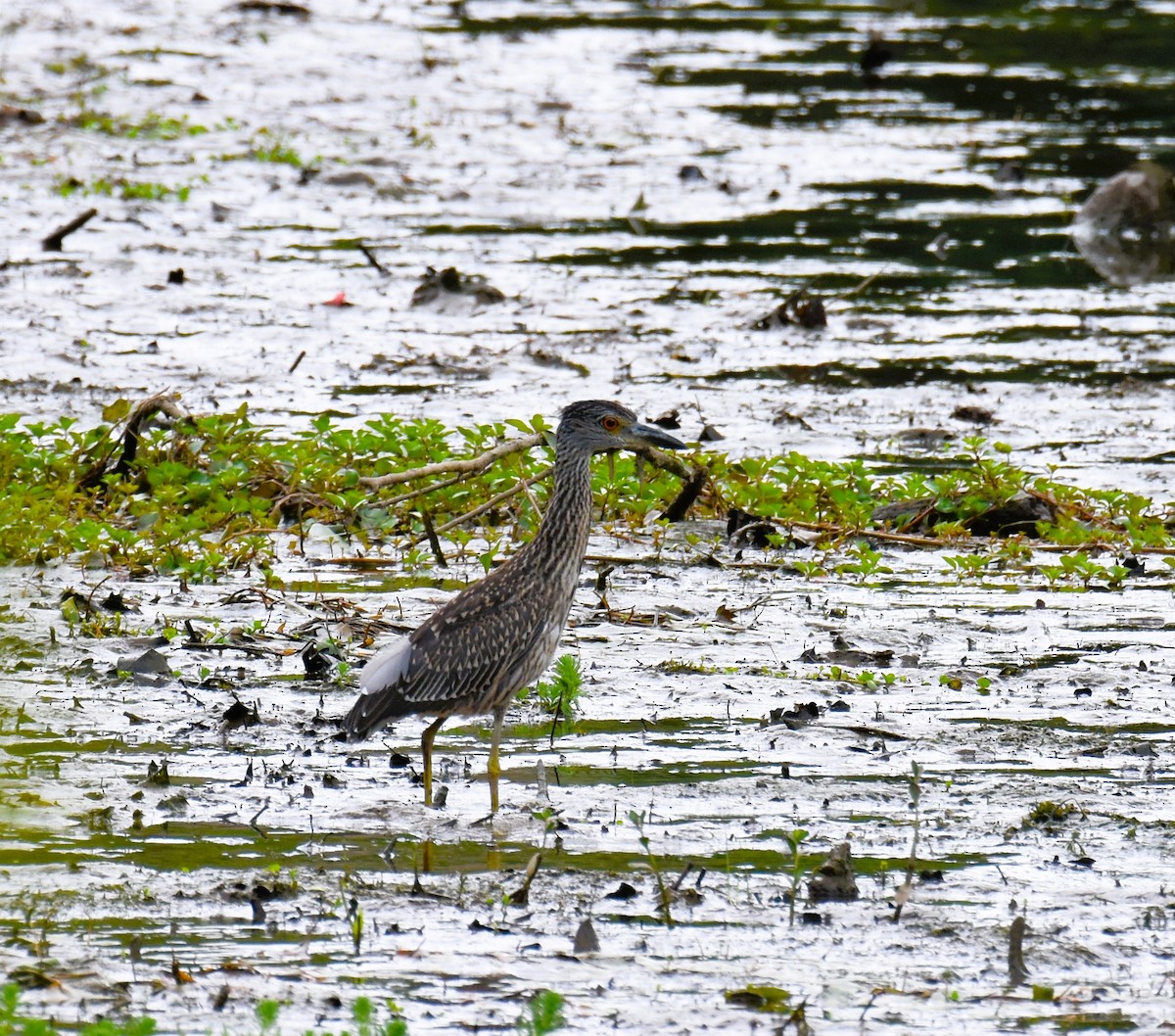 Yellow-crowned Night Heron (Yellow-crowned) - ML622135048