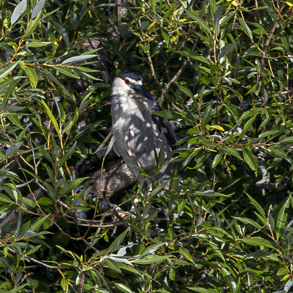 Black-crowned Night Heron - ML622135107