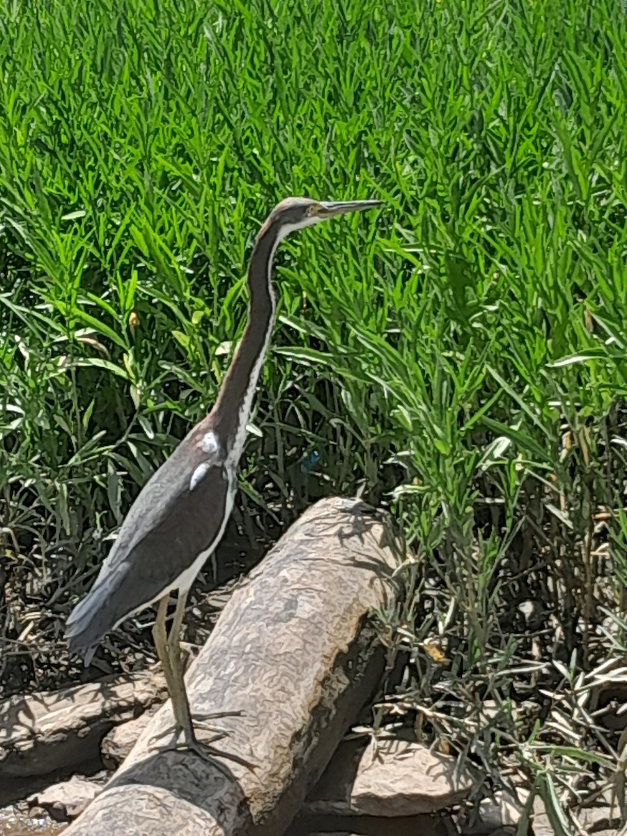 Tricolored Heron - ML622135117