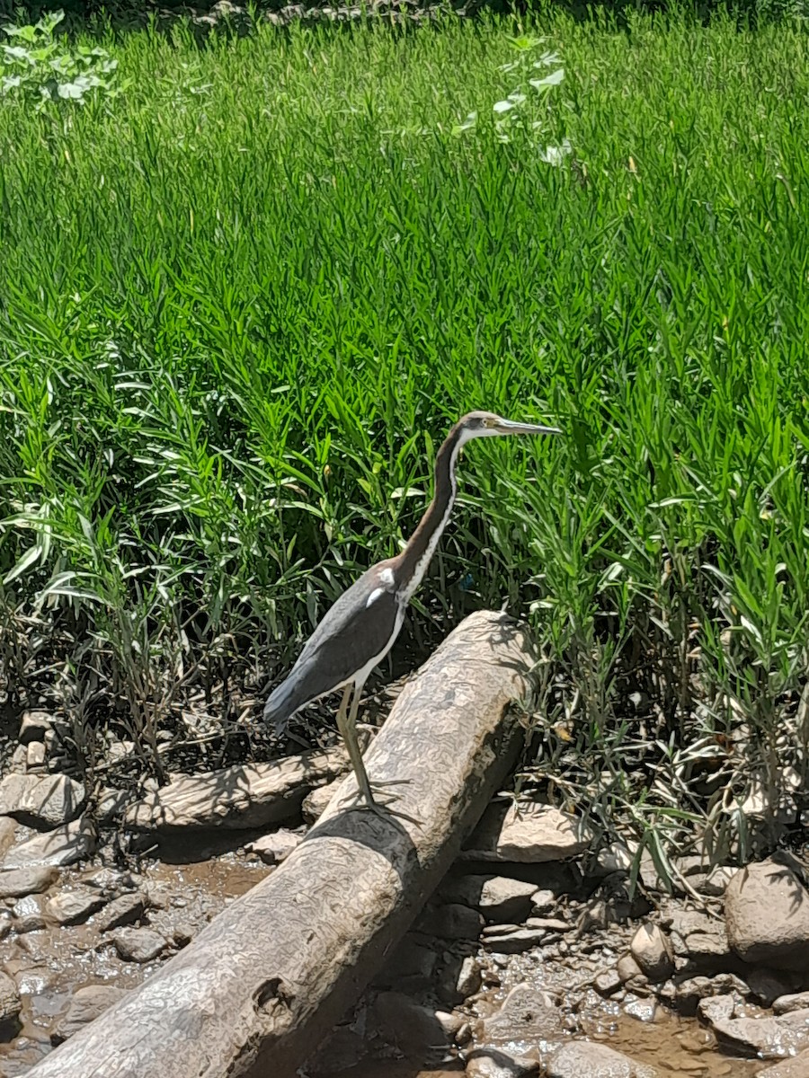 Tricolored Heron - ML622135126