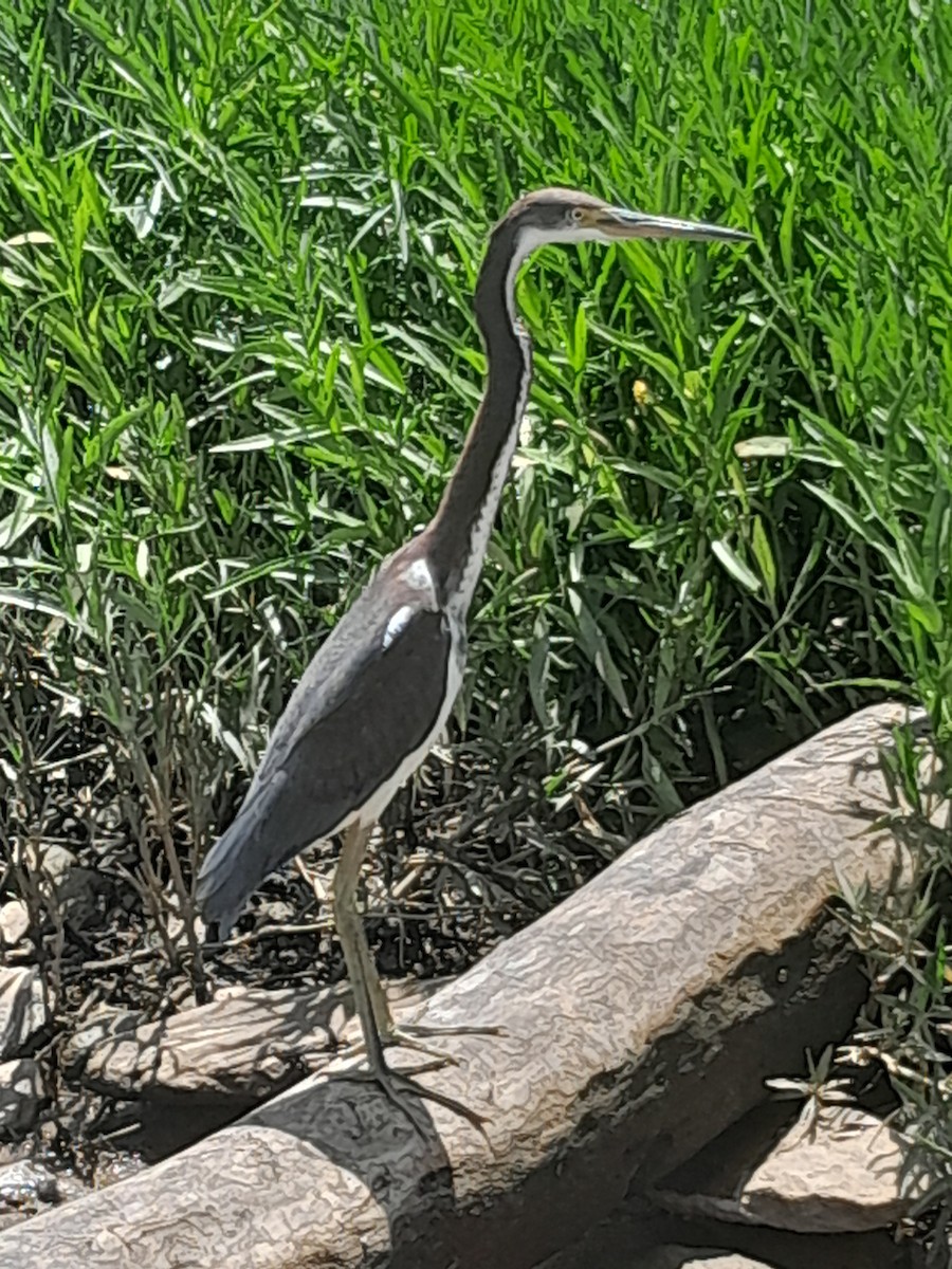 Tricolored Heron - ML622135129