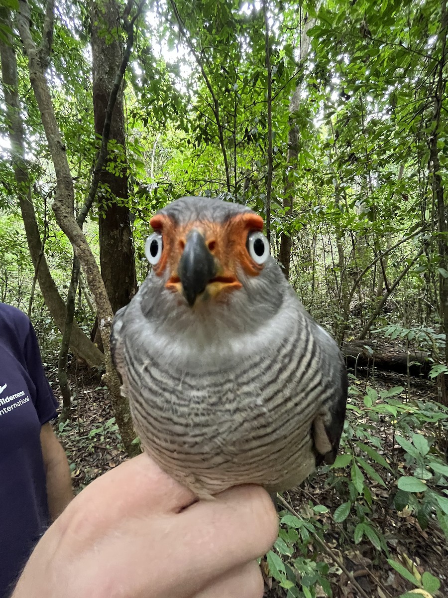 Lined Forest-Falcon - ML622135130