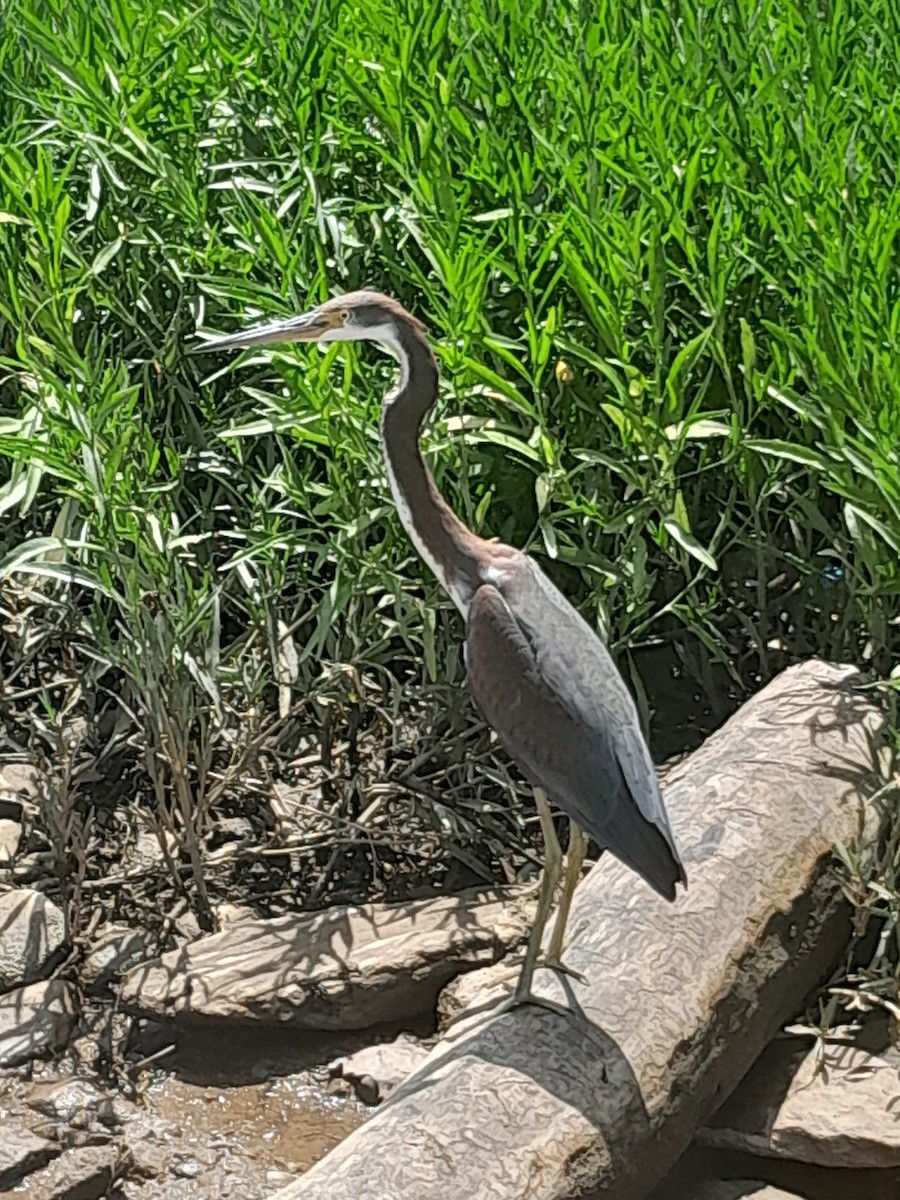 Tricolored Heron - ML622135131