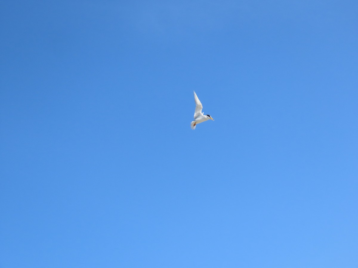 Least Tern - ML622135132