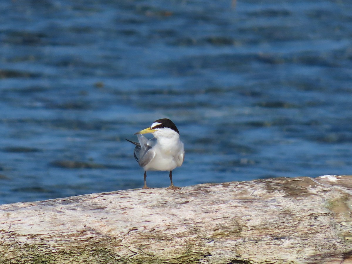 Least Tern - ML622135140