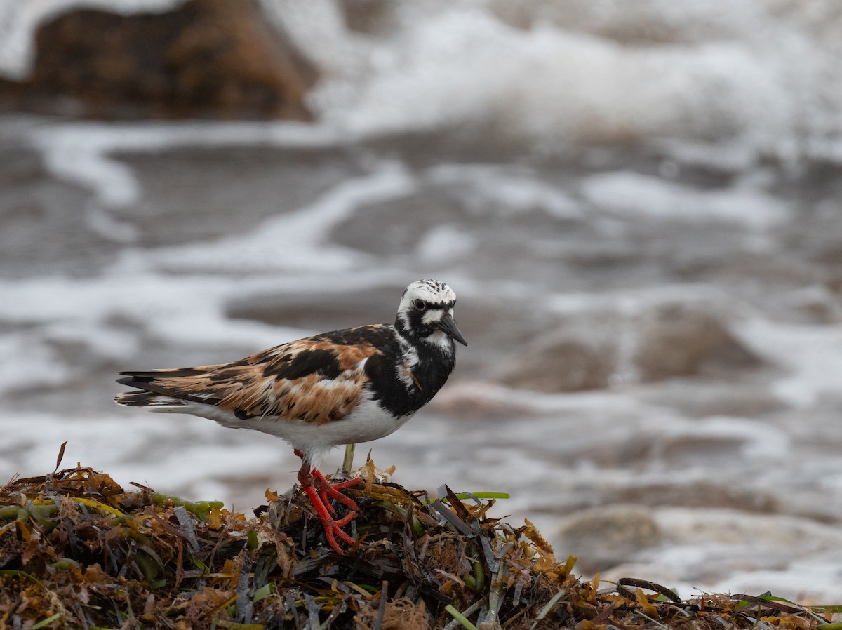 Ruddy Turnstone - ML622135145