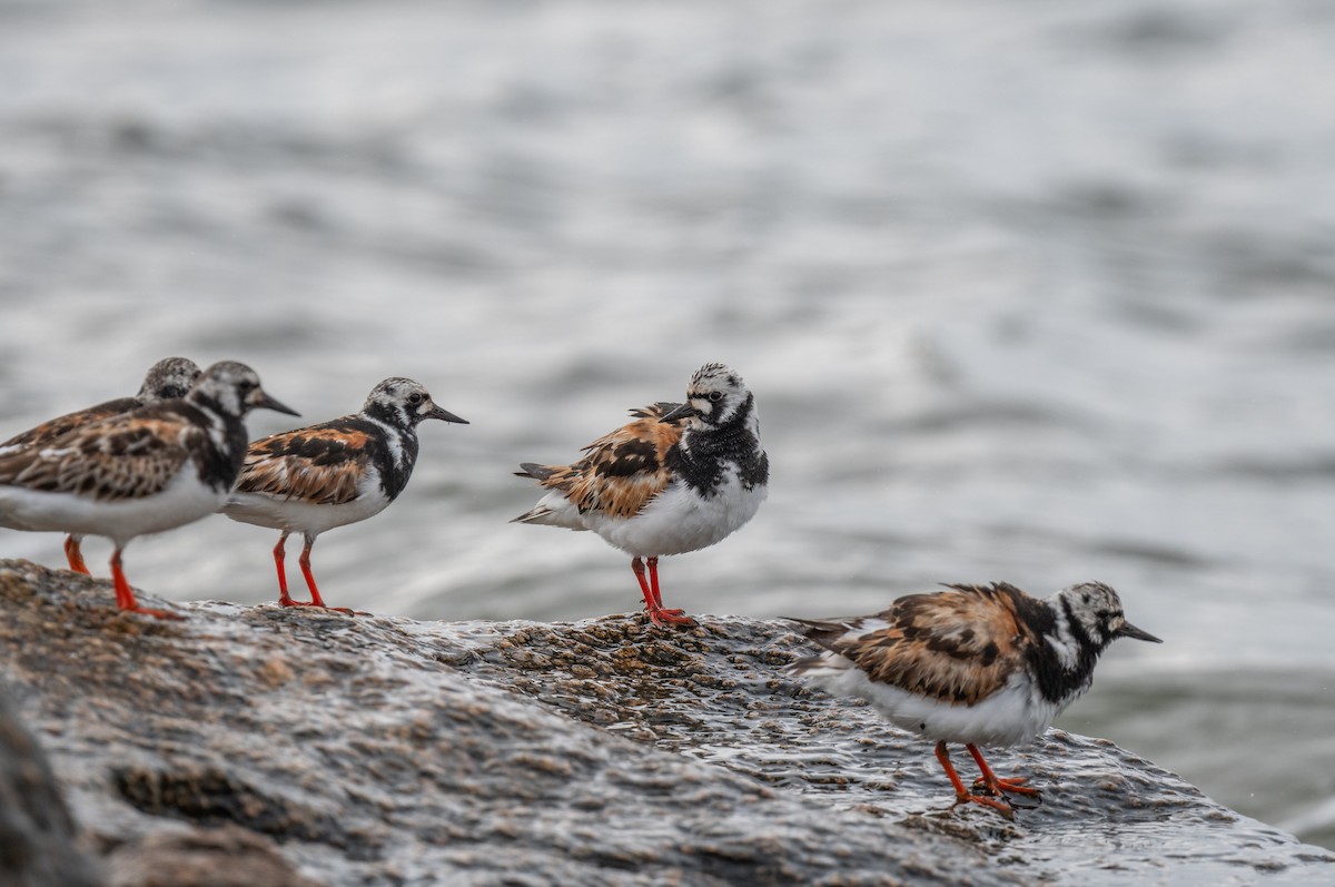 Ruddy Turnstone - ML622135146