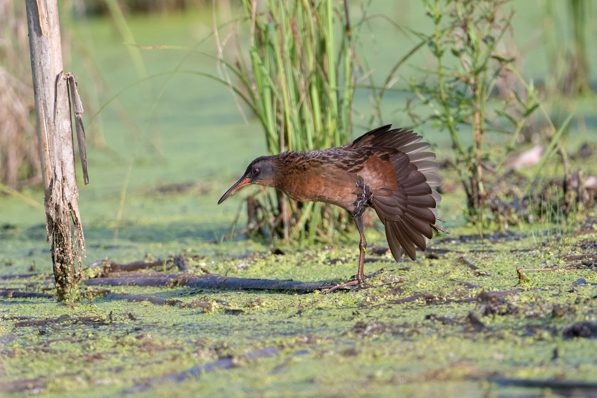 Virginia Rail - ML622135152