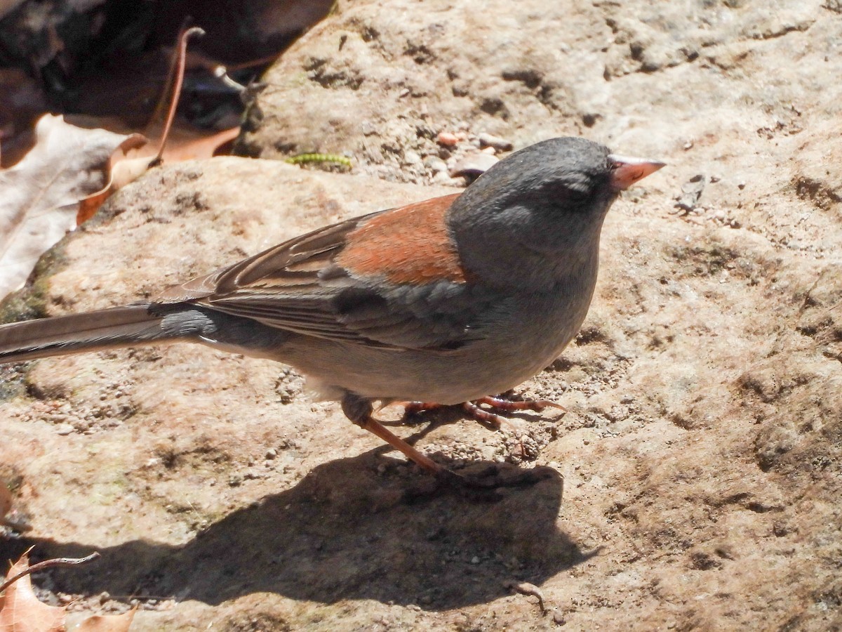 Dark-eyed Junco (Gray-headed) - ML622135158