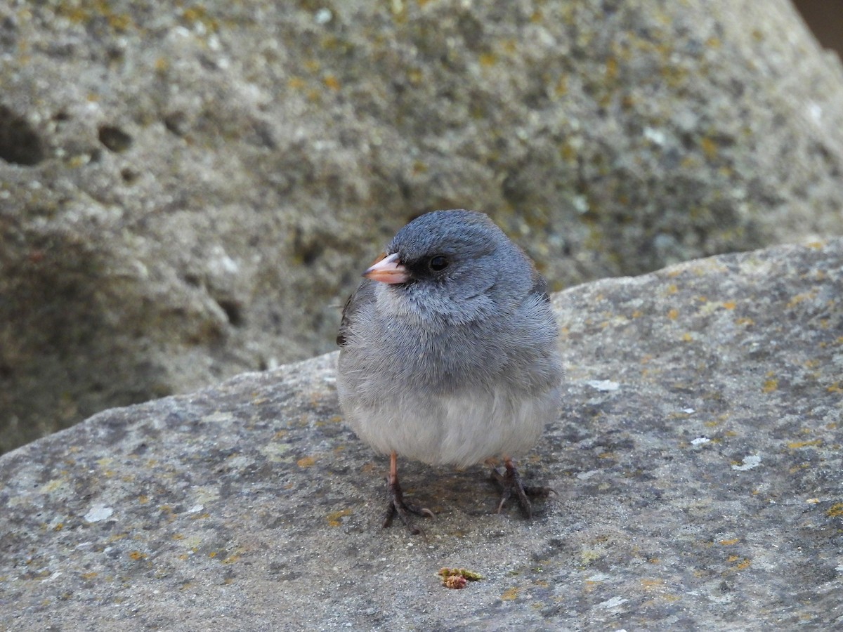 Dark-eyed Junco (Gray-headed) - ML622135159