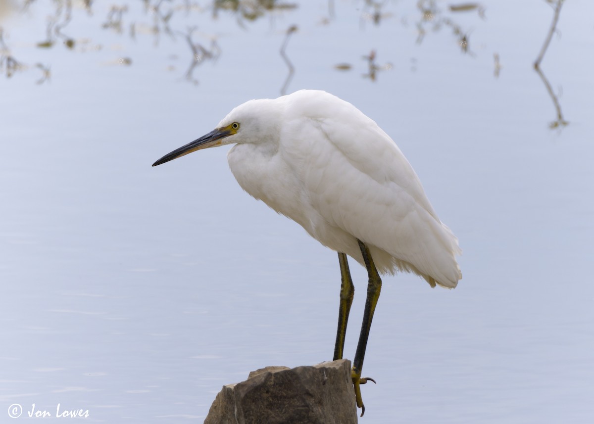 Little Egret (Western) - ML622135161