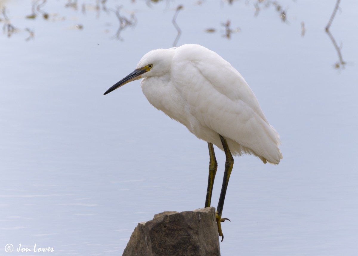 Little Egret (Western) - ML622135162