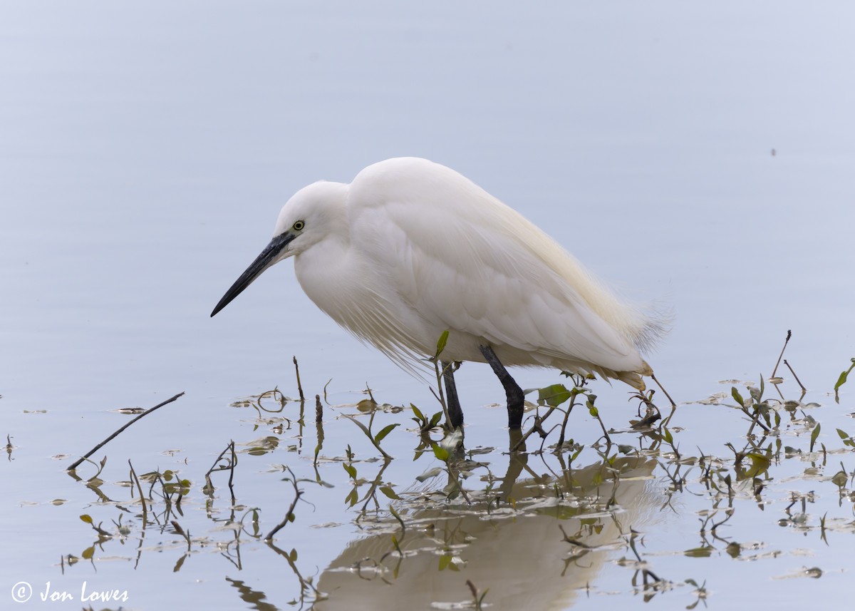 Little Egret (Western) - ML622135163