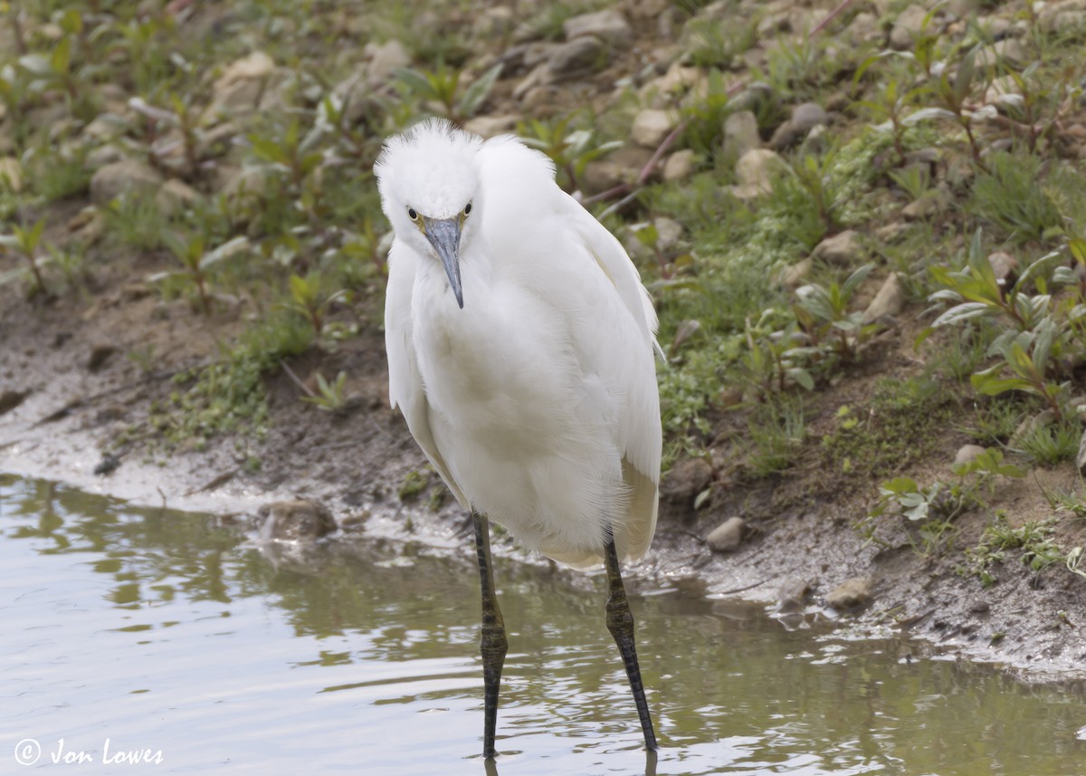 Little Egret (Western) - Jon Lowes