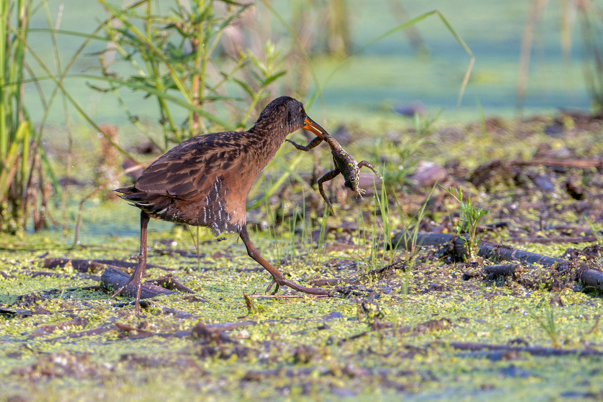 Virginia Rail - ML622135165