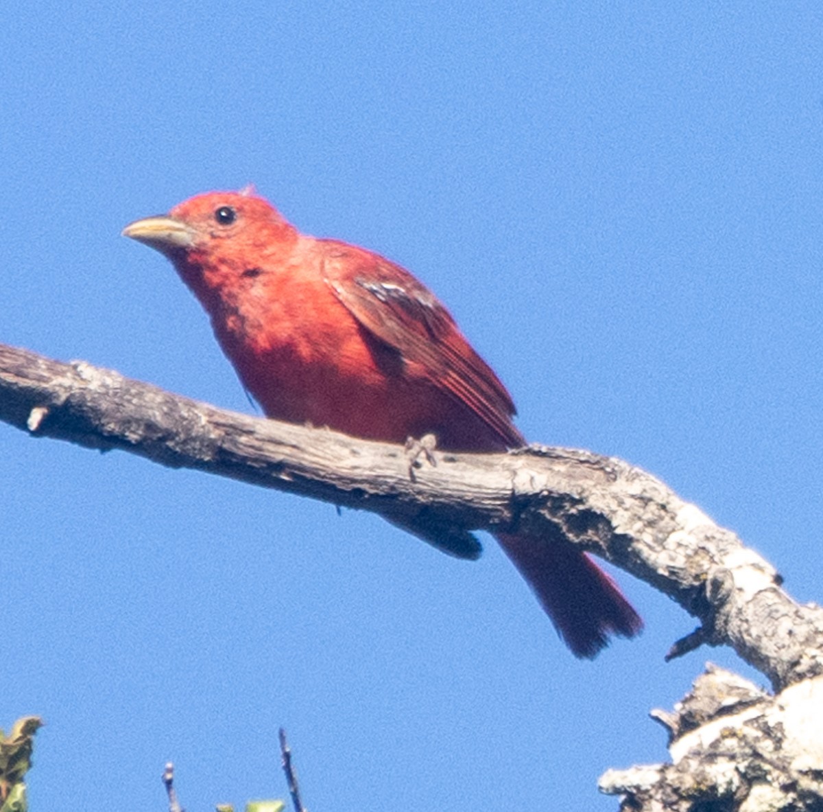 Summer Tanager - ML622135168