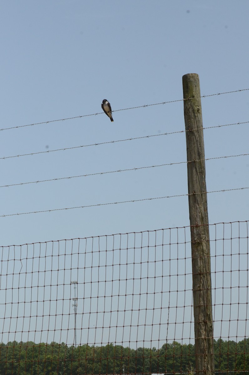 Eastern Kingbird - ML622135169