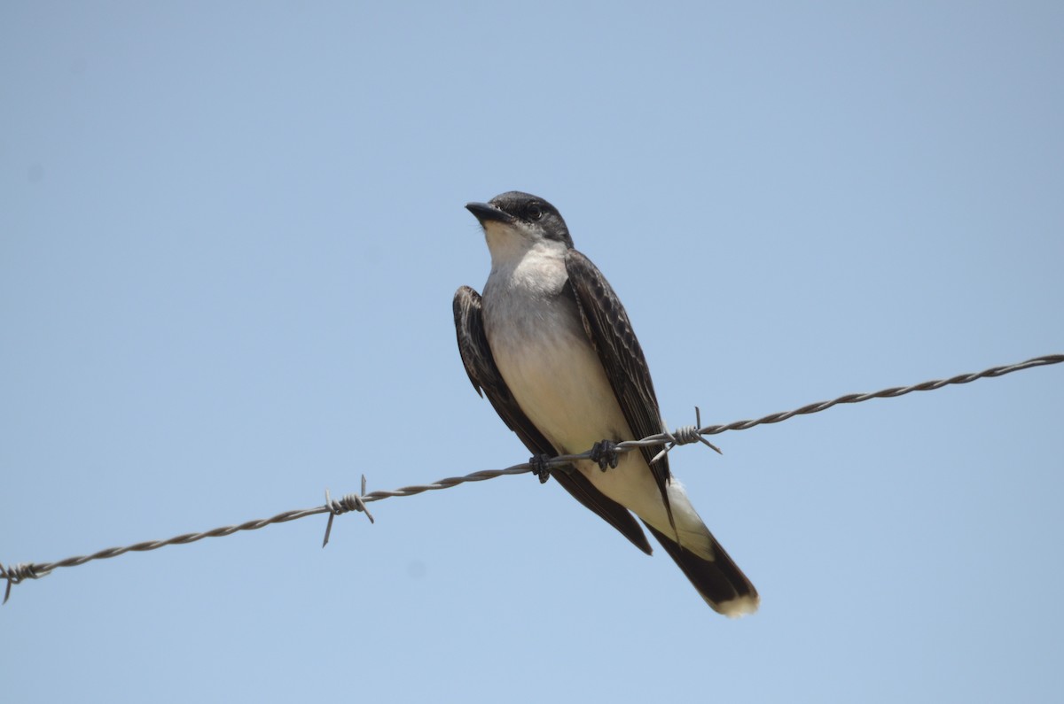 Eastern Kingbird - ML622135170