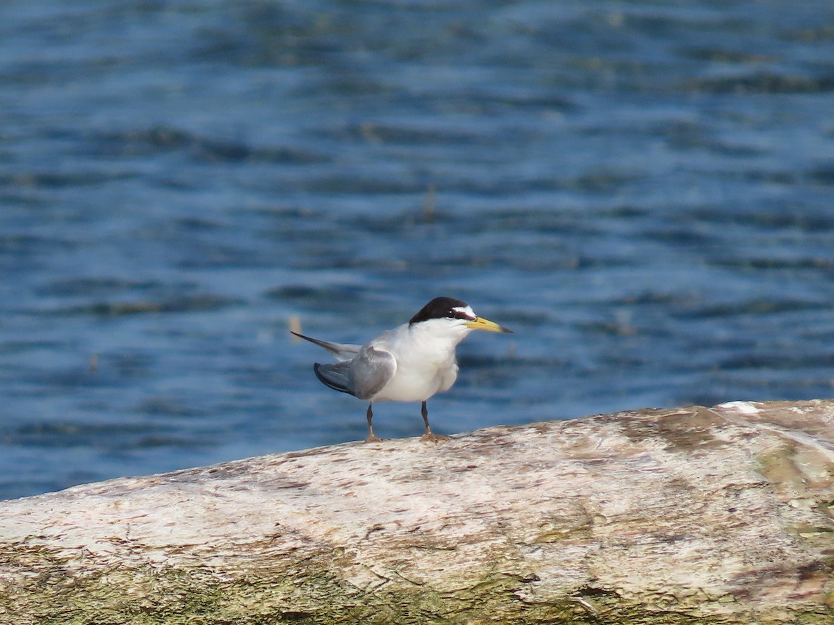 Least Tern - Anuar Acosta