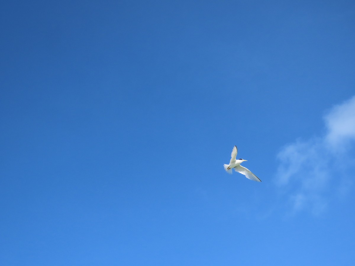 Least Tern - ML622135174