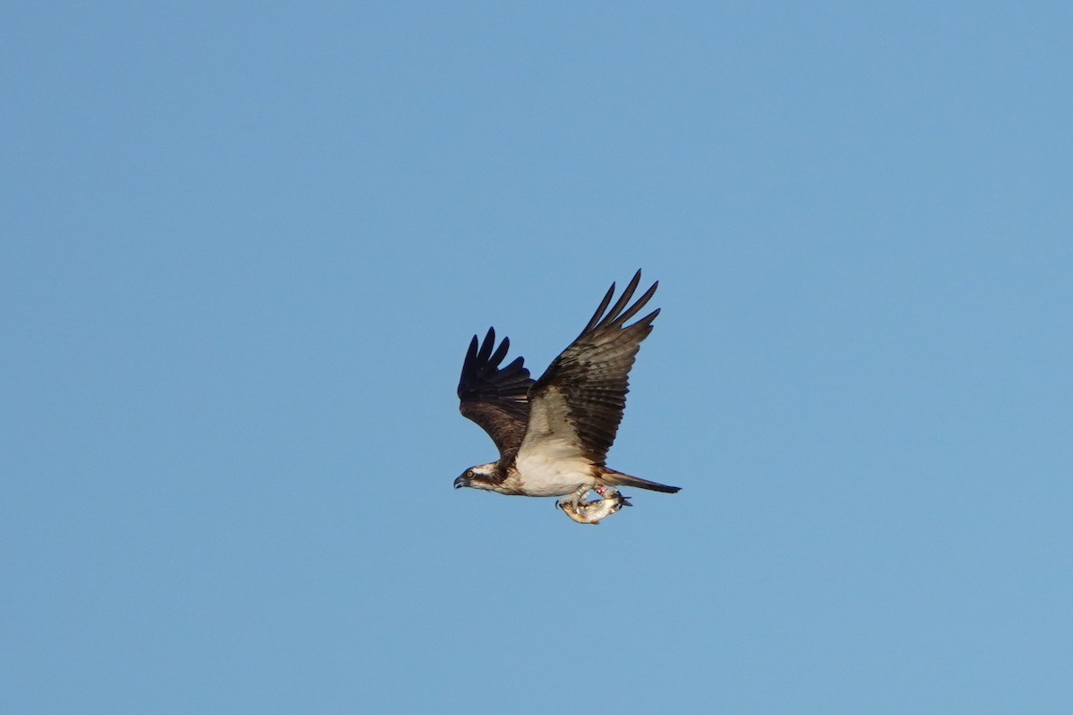 Osprey - Paweł Maciszkiewicz