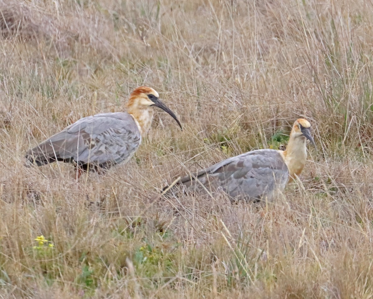 Andean Ibis - Dan Kempf