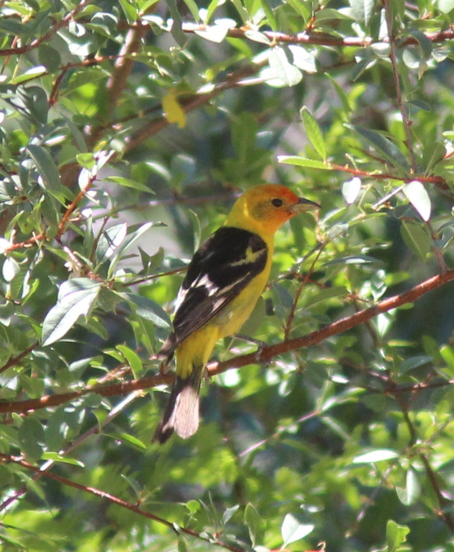 Western Tanager - ML622135180