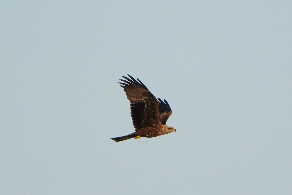 Black Kite - ML622135181